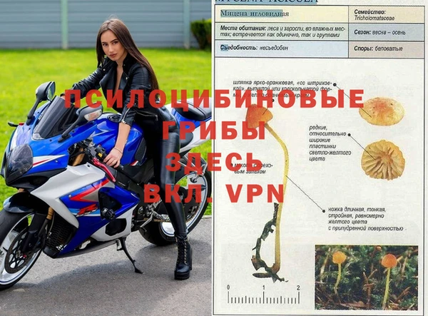 прущие крисы Белокуриха